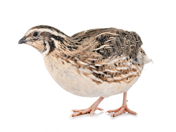 Japanese quail in front of white background Codorniz Japonica