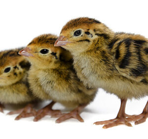 Pollitos de Codorniz Japonica