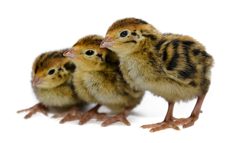 Pollitos de Codorniz Japonica